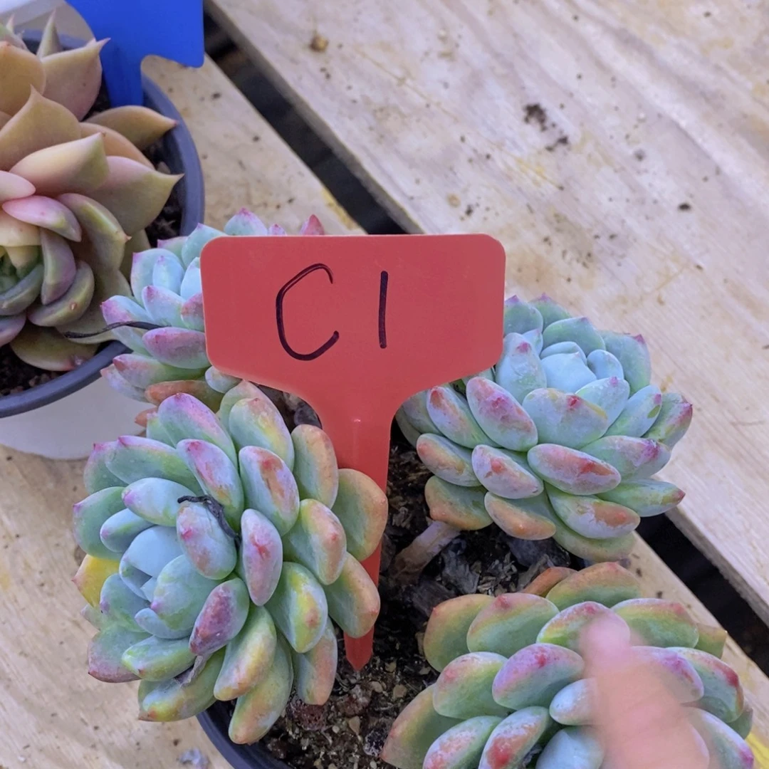 开心多肉，清货场啊