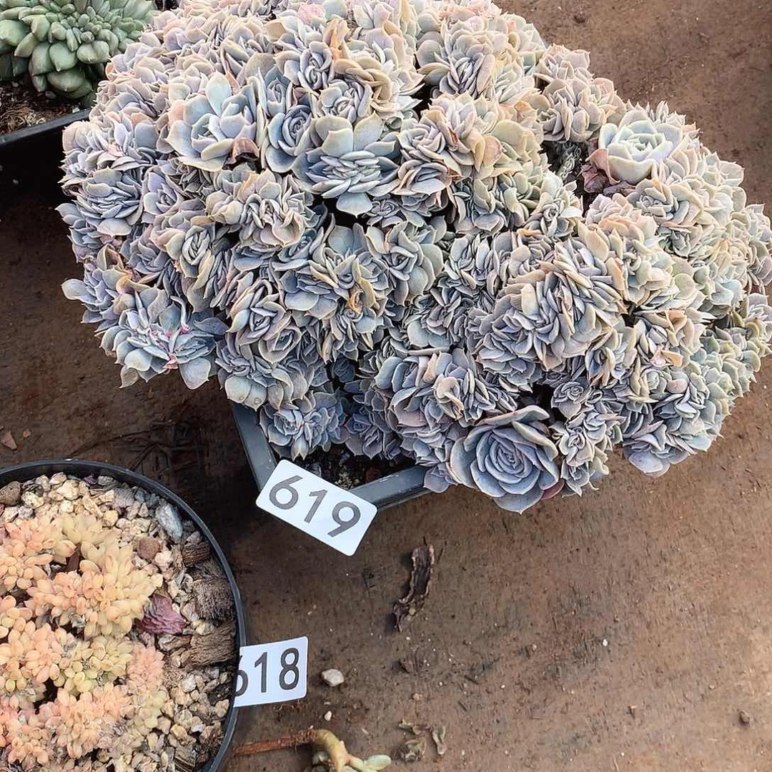 619 一物一拍多肉