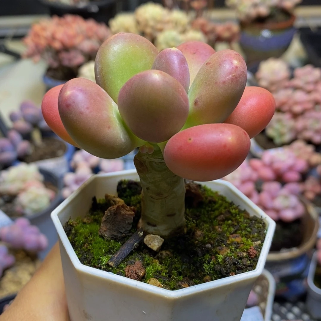 299 芒果奶金蟾6 厘米