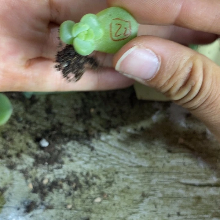 珍妮22芽苗一个多肉