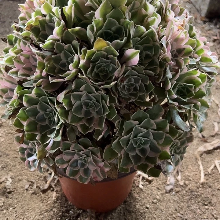 多肉植物长男神锦……