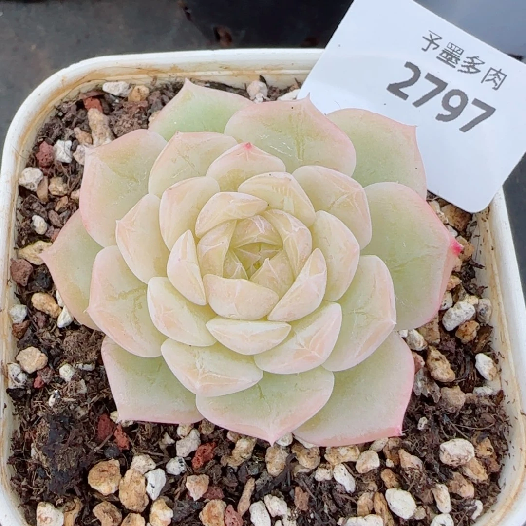 福利，2797多肉植物