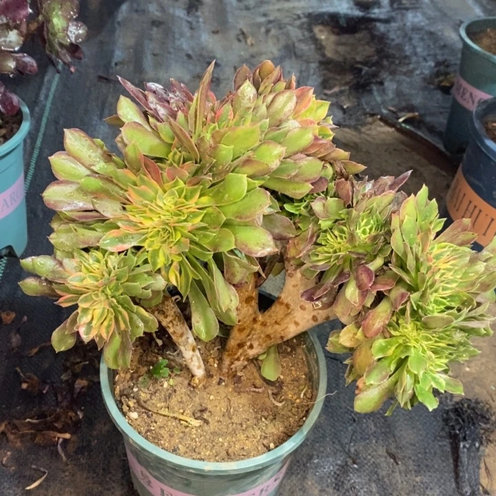 雅典娜缀多肉植物46。