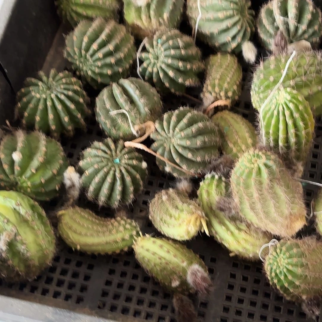 ****华33 一筐瑕疵球球瑕疵