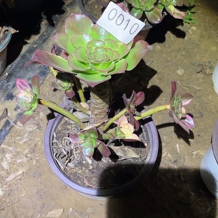 白***依多肉植物法师10魅影七彩