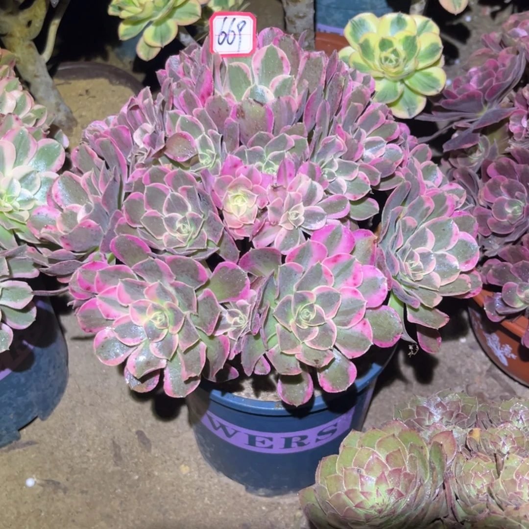 669多肉植物皇后法师