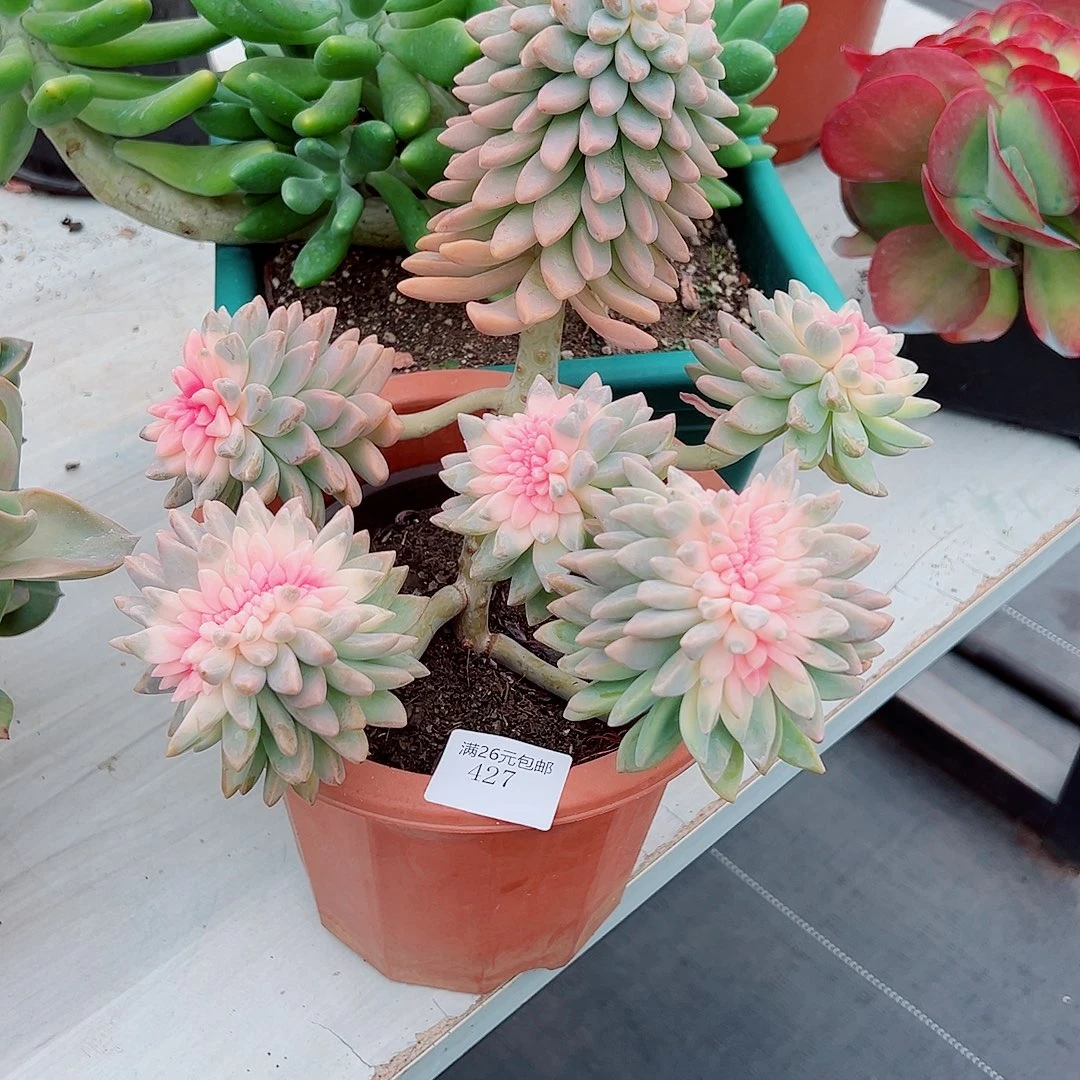 小****427淡雪缀多肉植物多肉