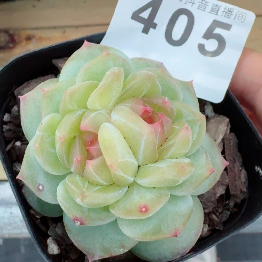 小家碧玉双心         多肉植物新品上新