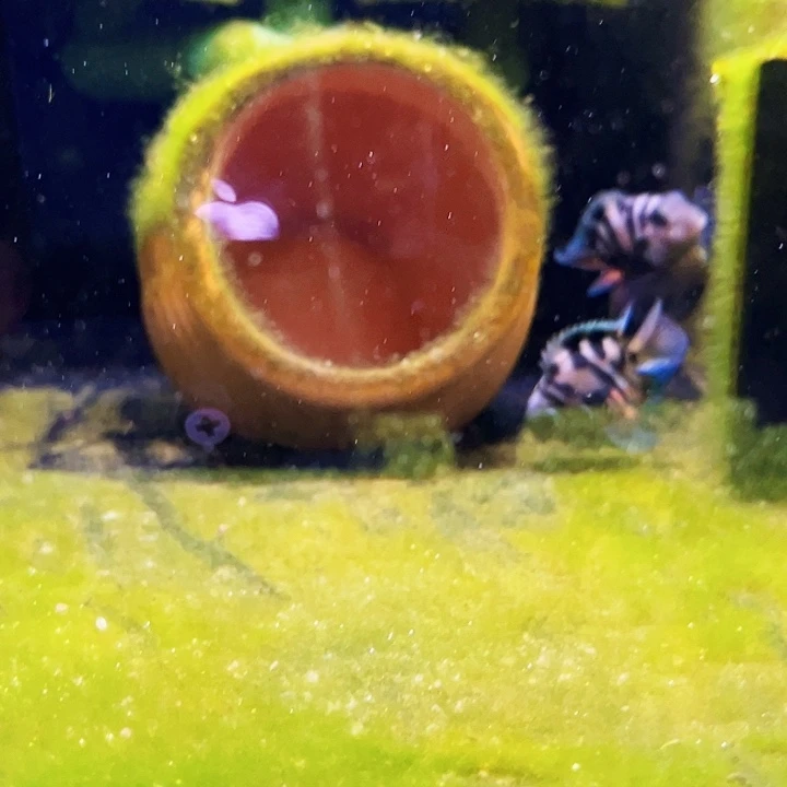 鹦鹉鱼摩卡种鱼一对母微瑕