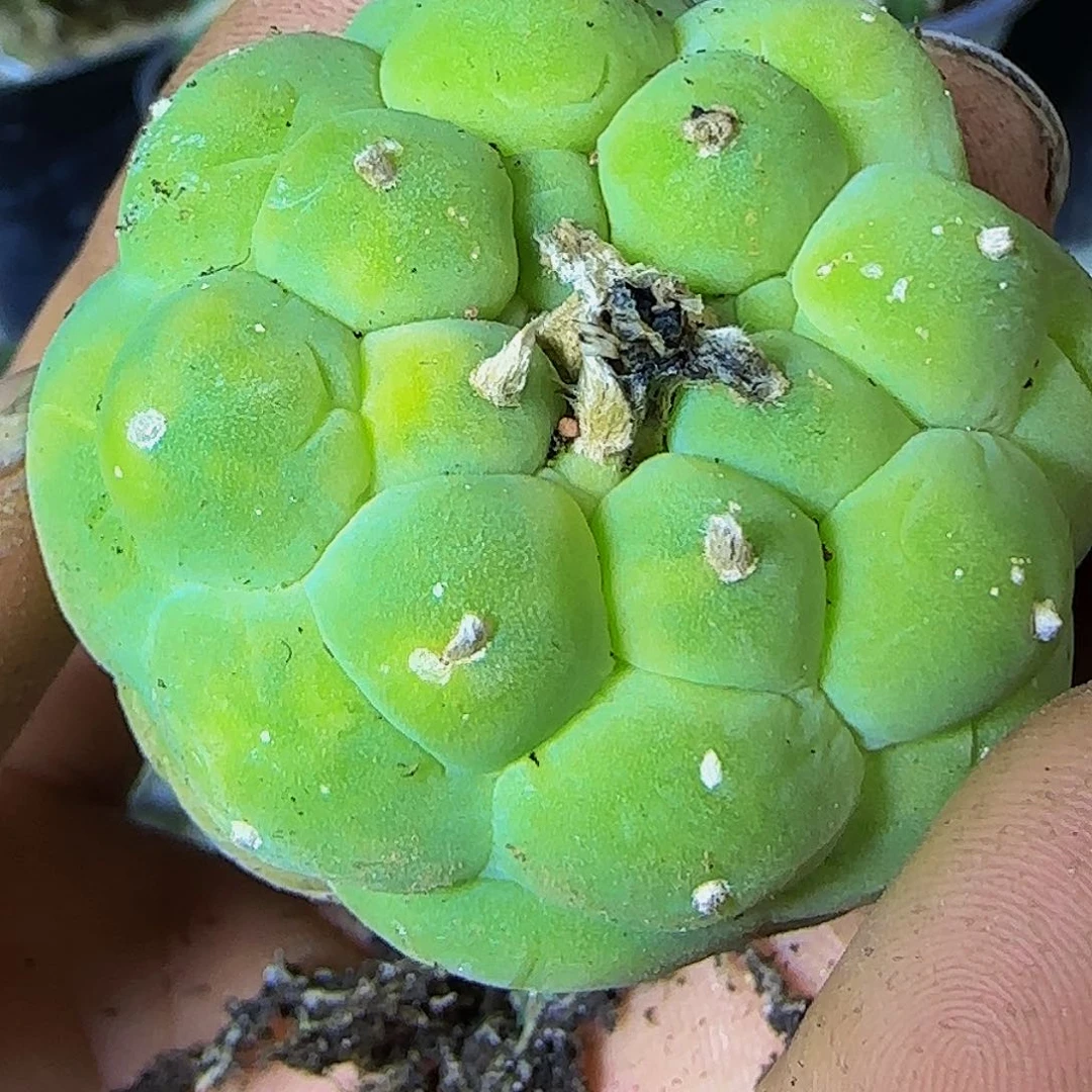 仙锦522萝卜根仙