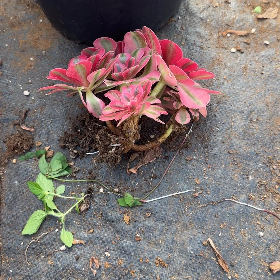 美***美精品多肉植物0768