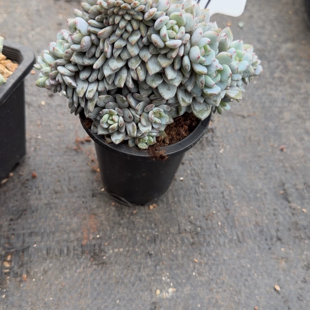 b***d一物一拍星星橙朵朵树缀97