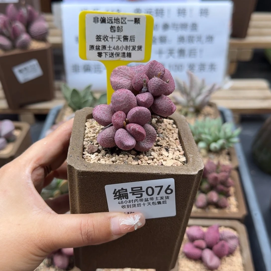 陈*淇076叶罗丽多肉植物
