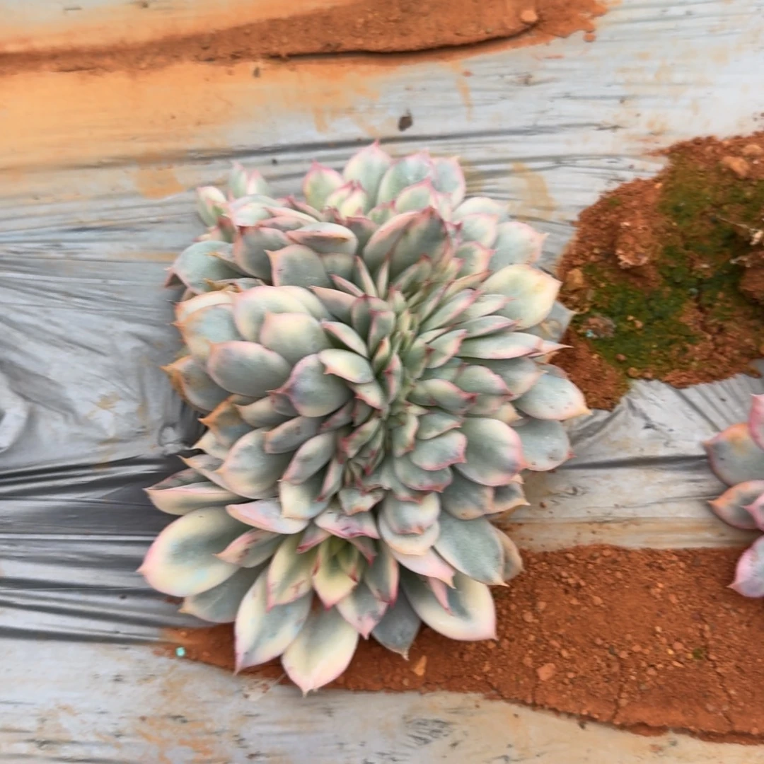 月光女神锦缀一颗量拍发货24_42