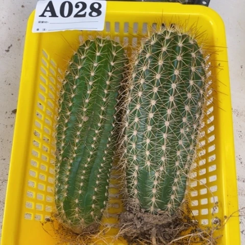 种子苗毛花柱a 028