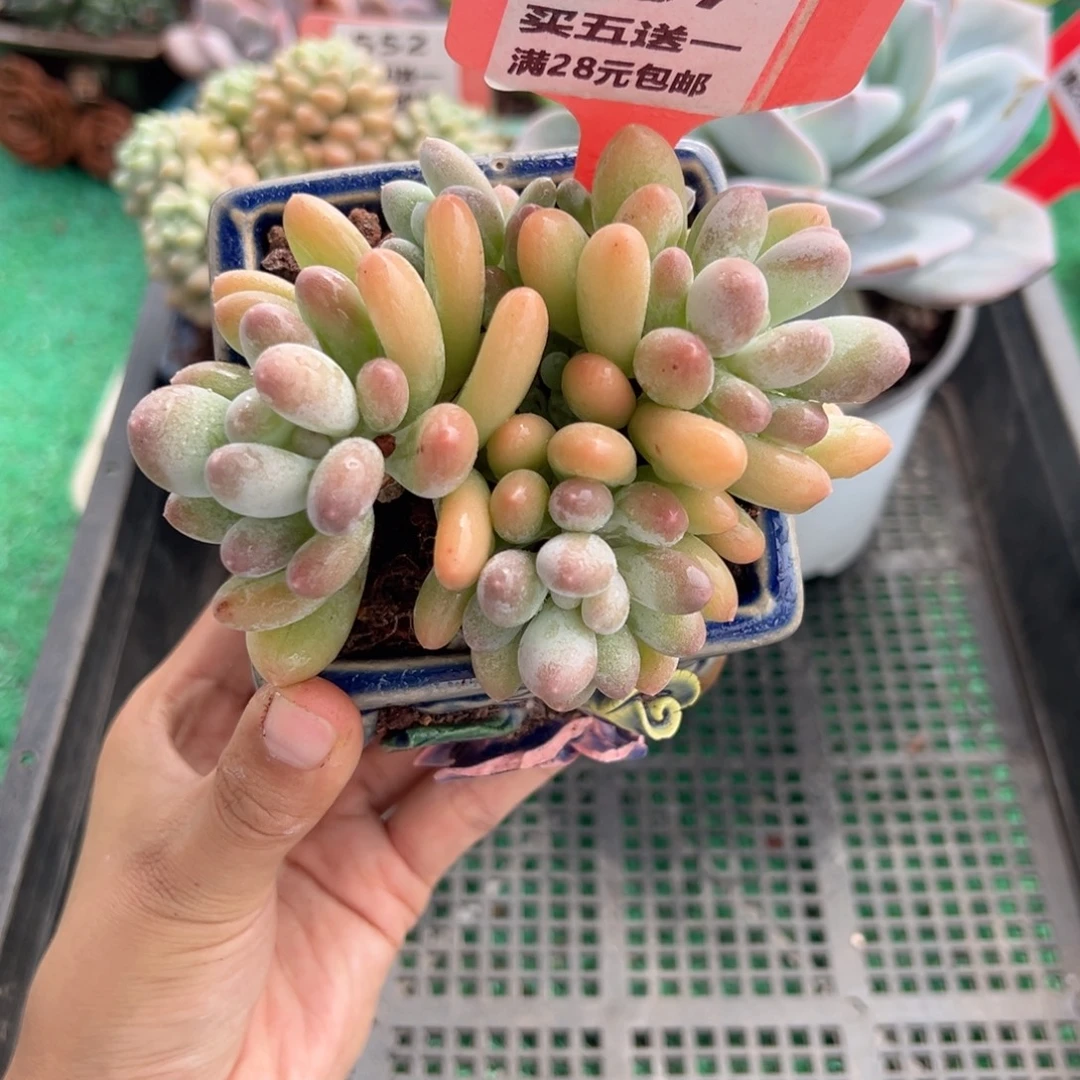 表妹精品多肉植物207.