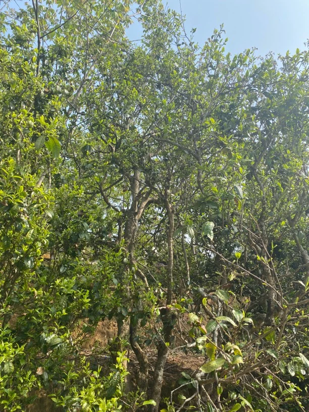 菖蒲塘 古树普洱生茶 头春头采2021年春