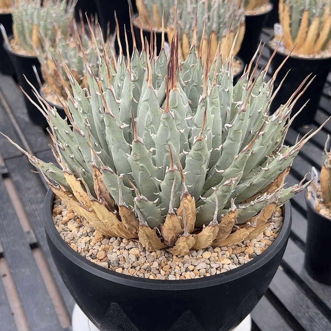 无花朵妖炎熟桩 冠服20 莲花型