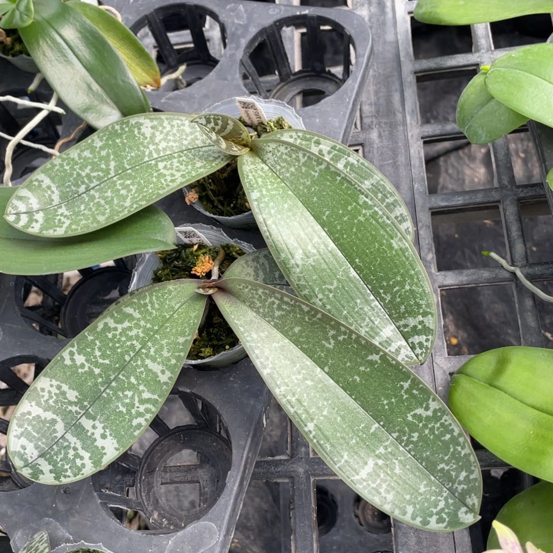 当前无花栽培后可以开花swr23PU西交黄史