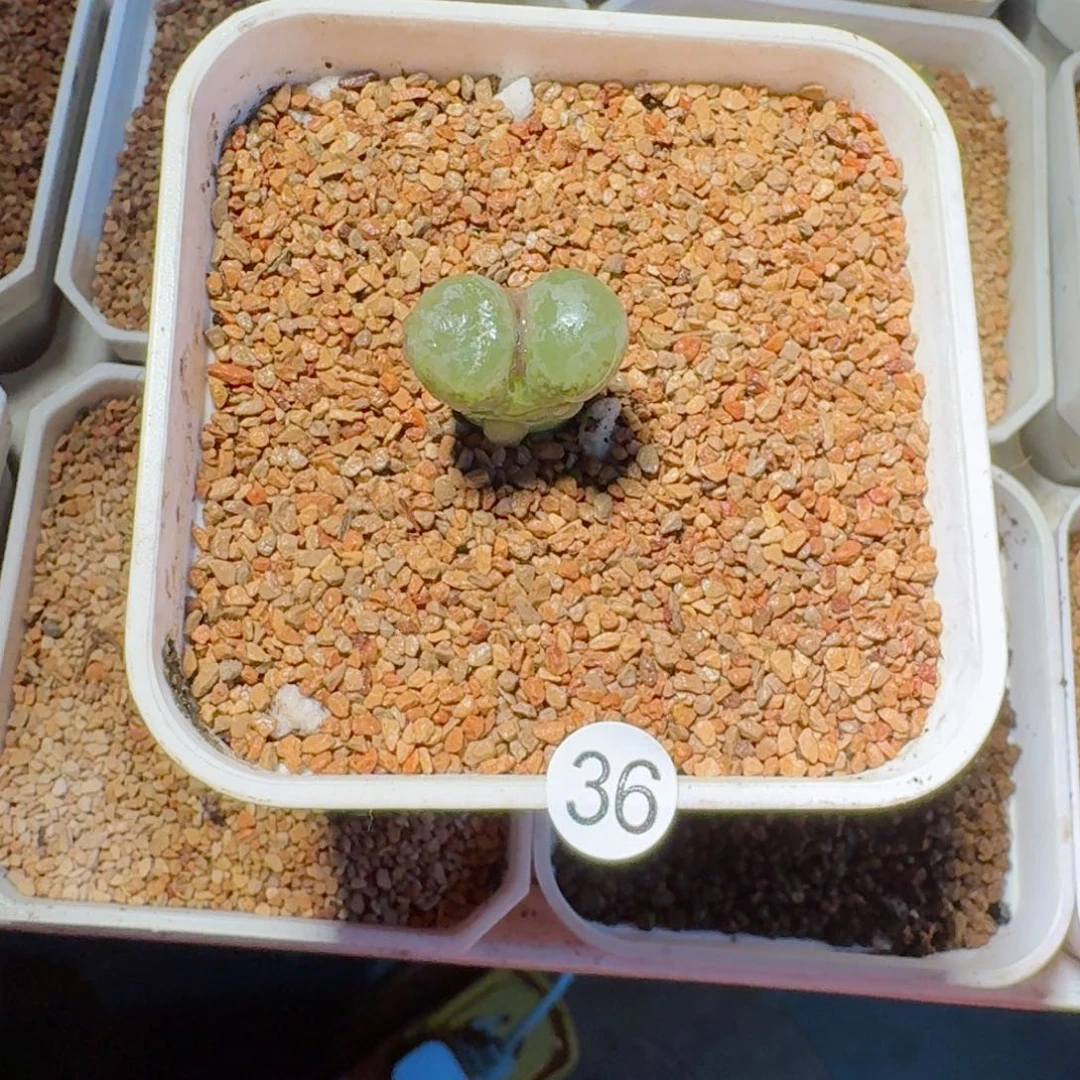 ?****? 36......多肉.....