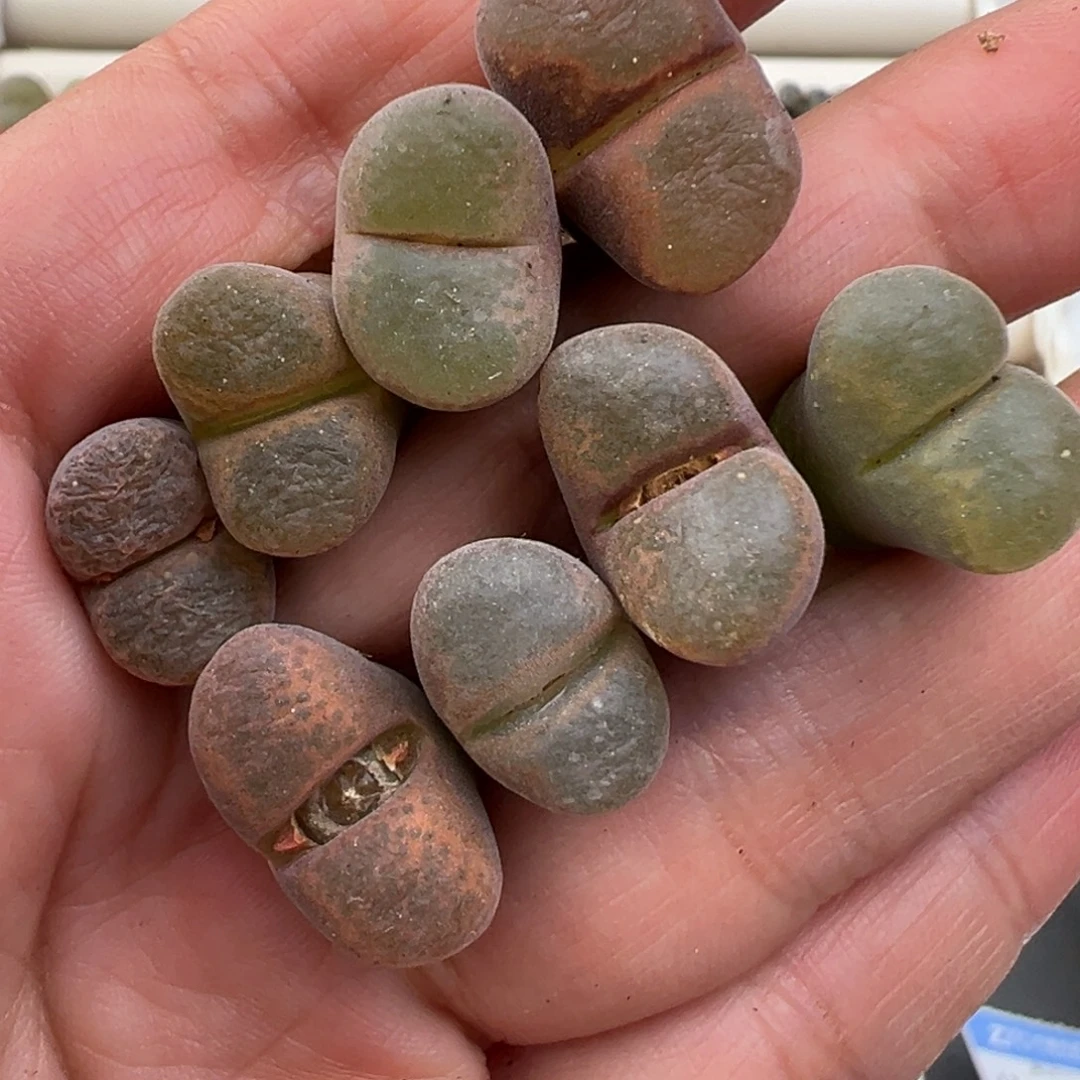 12.17好看的多肉脱土发货247