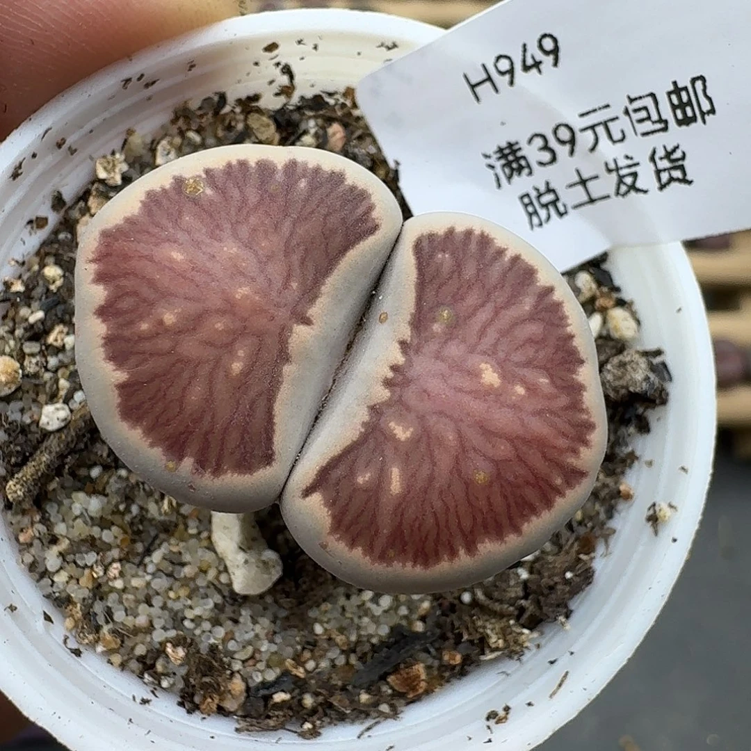 949哈哈哈哈哈哈哈