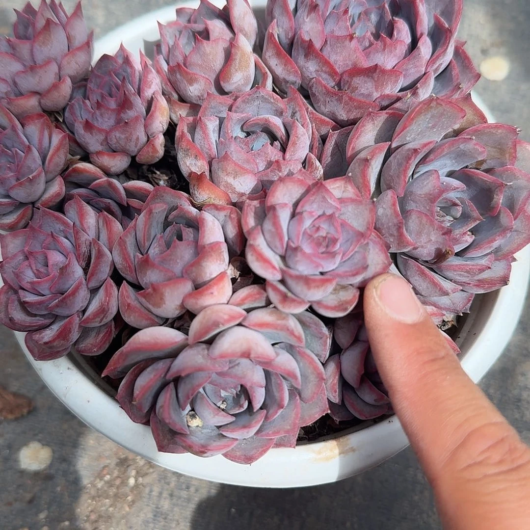 暗冰多肉植物精品
