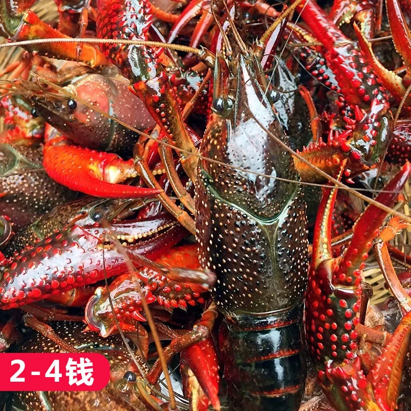 鲜活国产小龙虾一斤20只左右一只4-6钱海鲜小龙虾鲜活