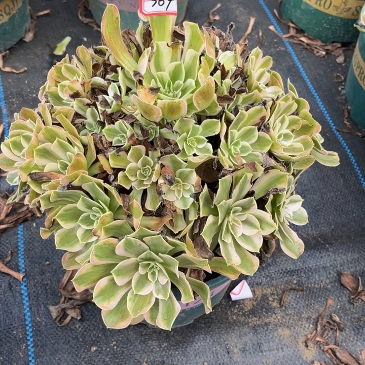 莽***儿364男神多肉植物法师