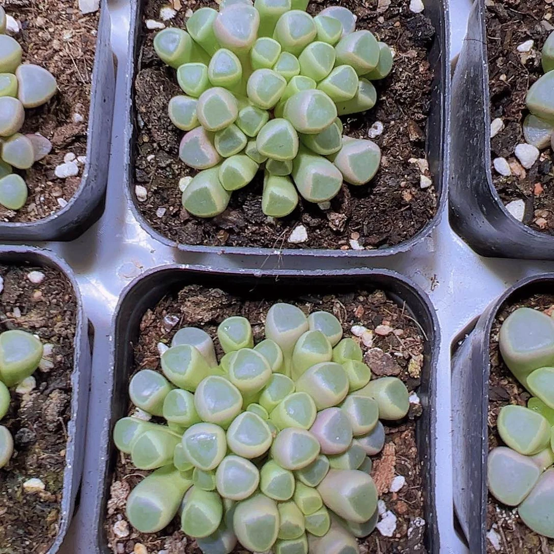 五十铃玉19包邮多肉