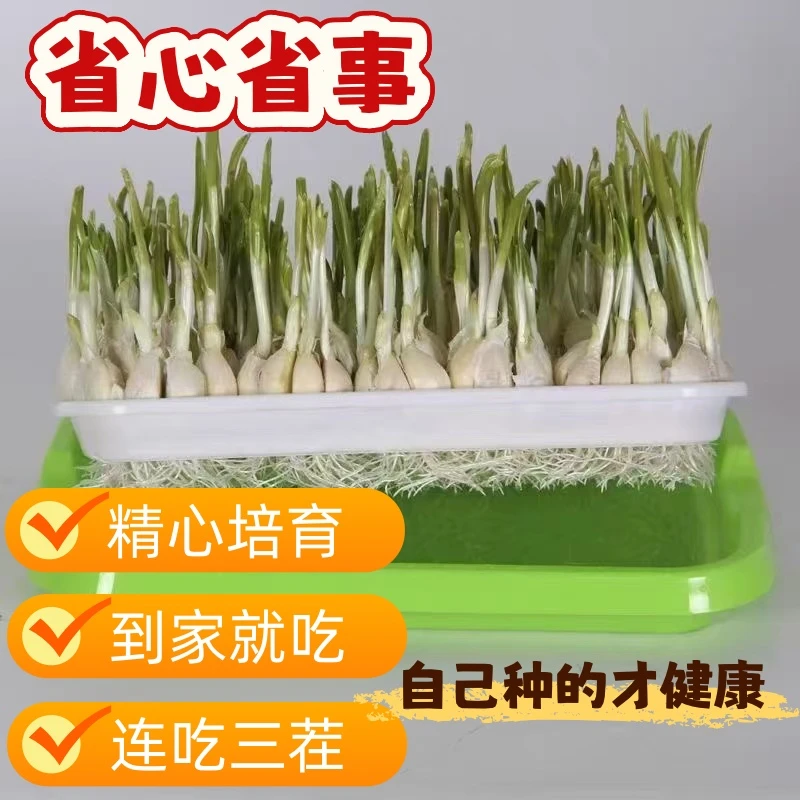 精心培育水培大蒜苗到家即吃可以连吃三到五茬不怕冷省心健康蔬菜
