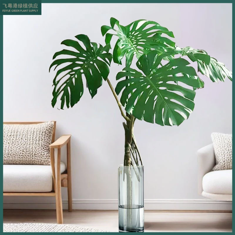 龟背竹水培3-4张叶绿植吸甲醛易活高度1.2-1.5米顺丰包邮不带盆