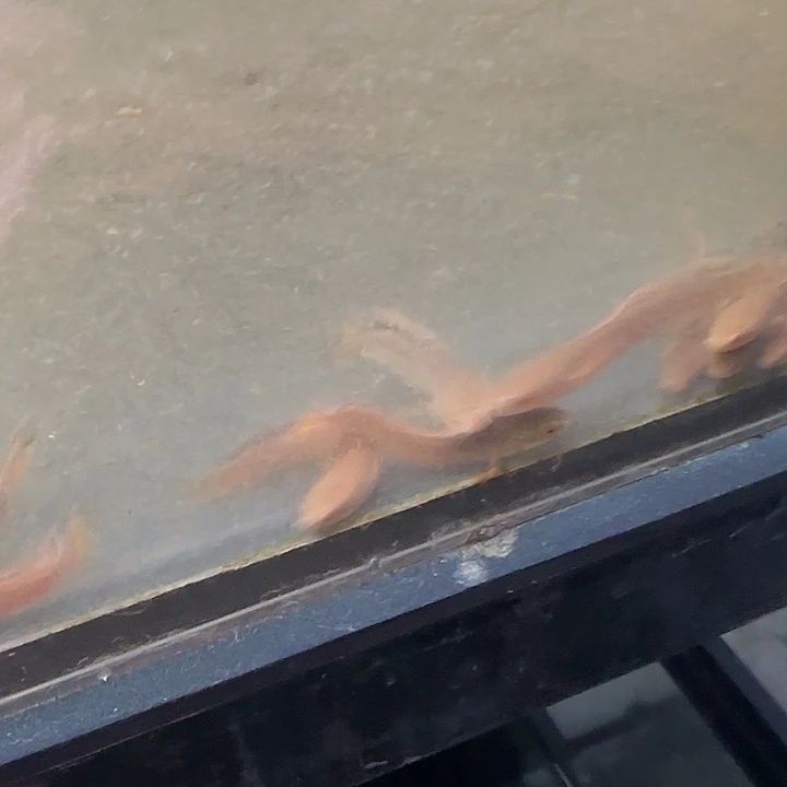 雷龙巧克力雷龙111111