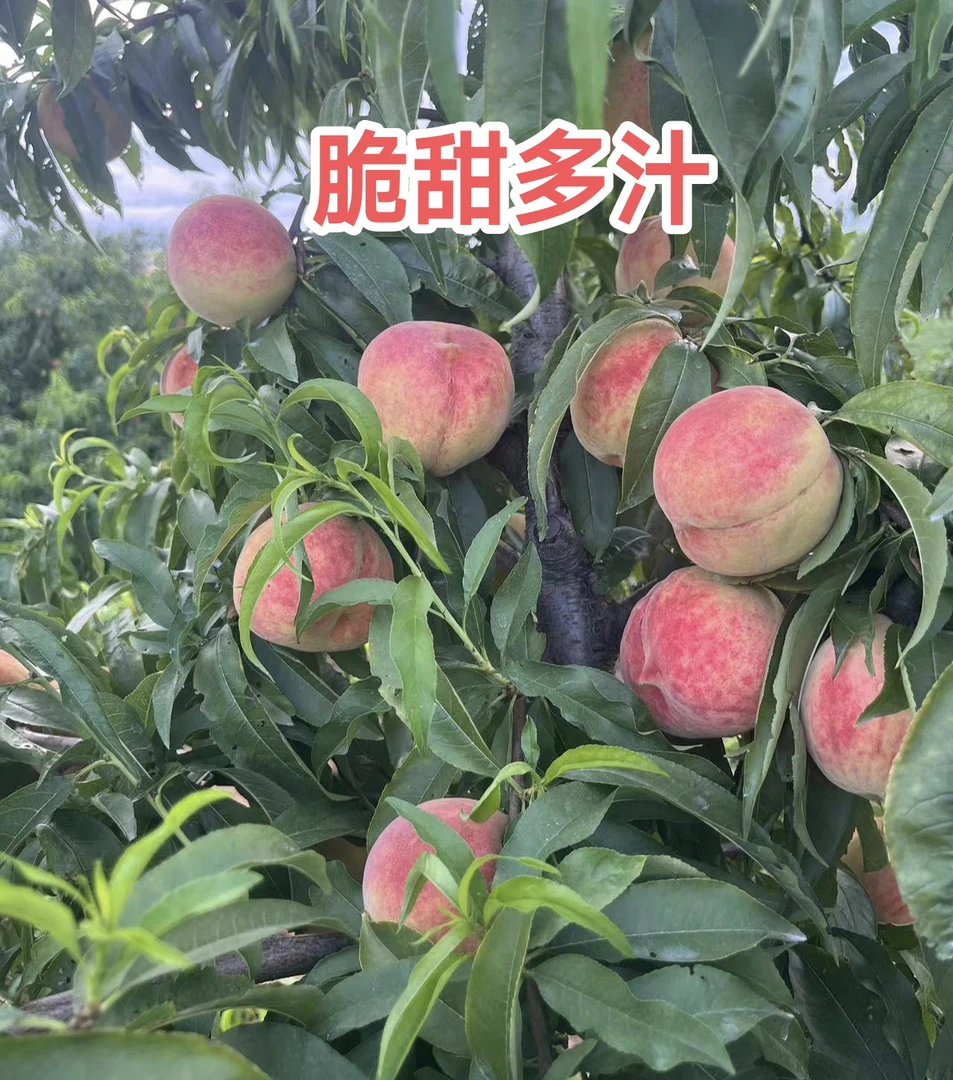 河南新鲜水果新鲜现摘脆甜可口产地直发应季水果