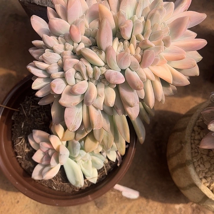 小***子淡雪缀锦，一物一拍。