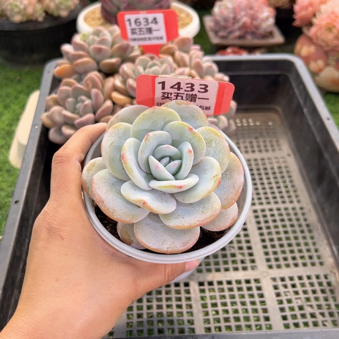 表妹精品多肉1433.