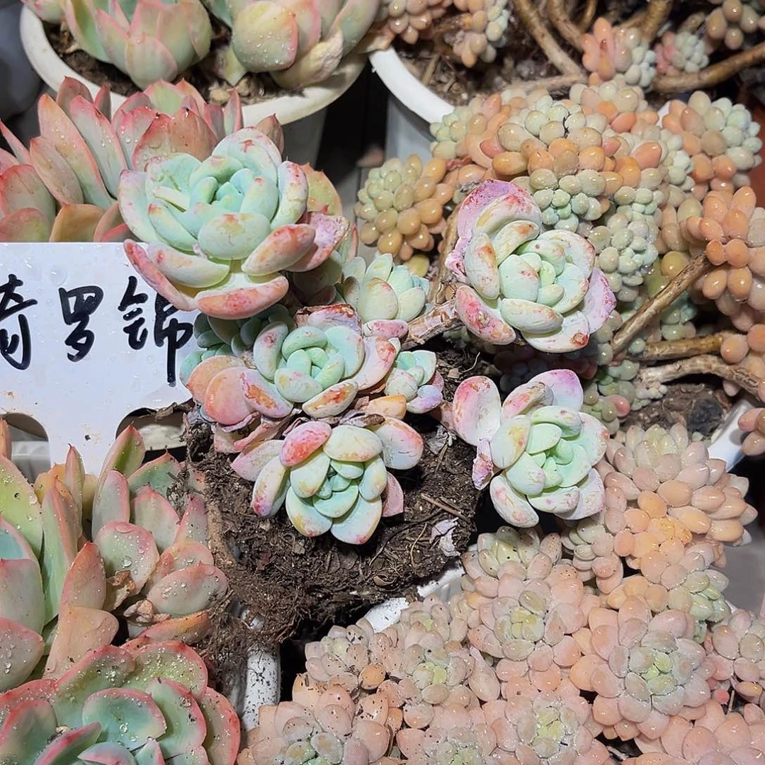 冷香多肉老桩6.8