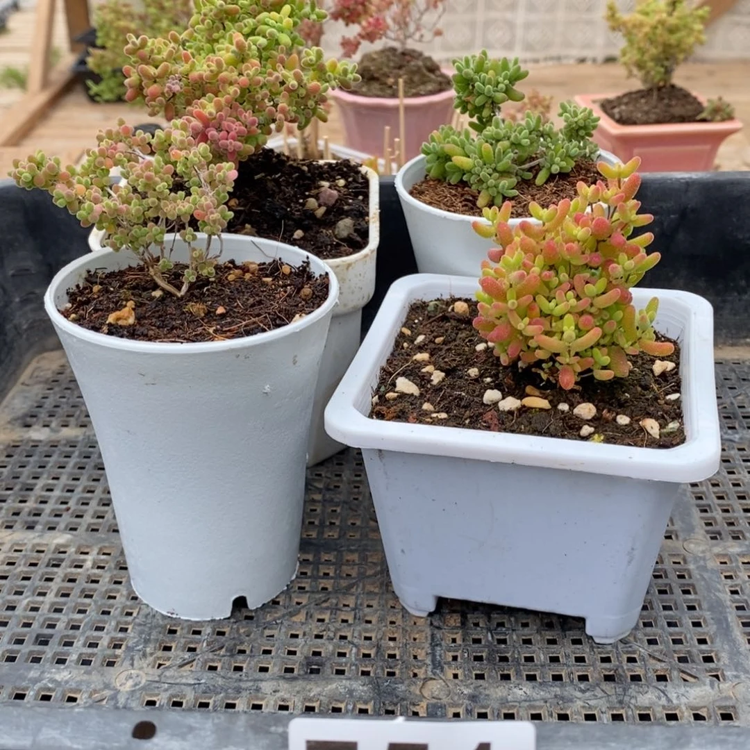 枝干番杏多肉植物751