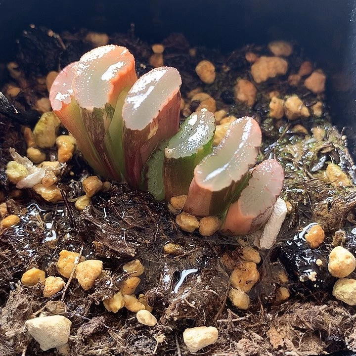 玉扇锦一物一拍带盆