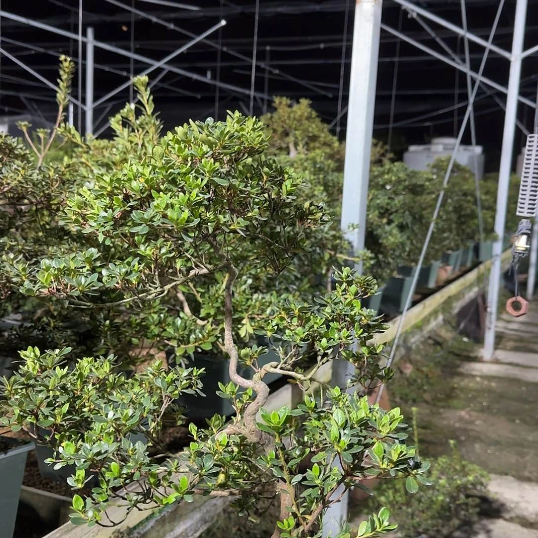 无花朵铃之誉有花朵