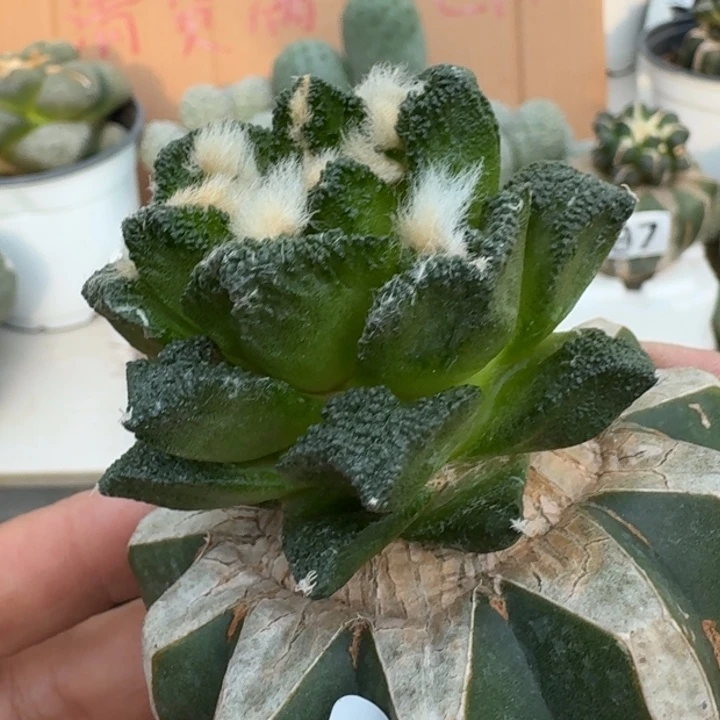 【闪购商品】无花朵博士辛顿251