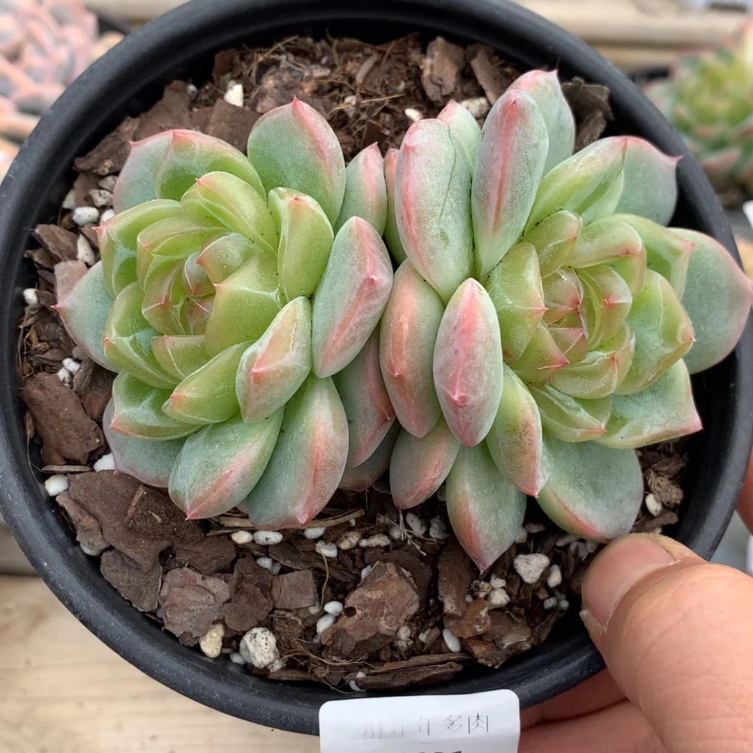 6401海洋之星多肉10.5厘米