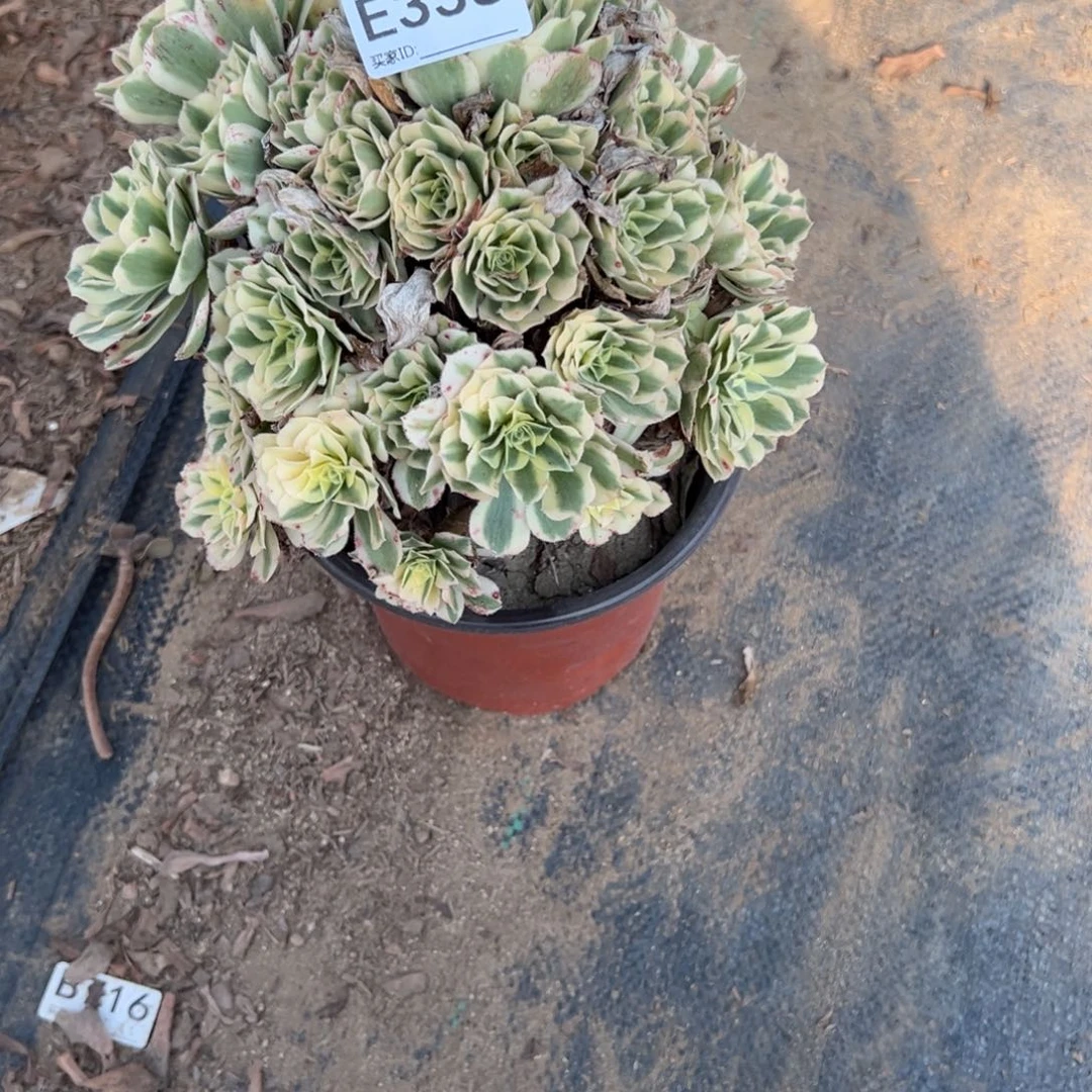 336迈巴赫多肉植物法师多肉