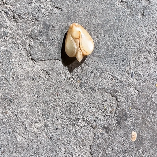 和田玉（糖玉）挂件未镶嵌宁*杉