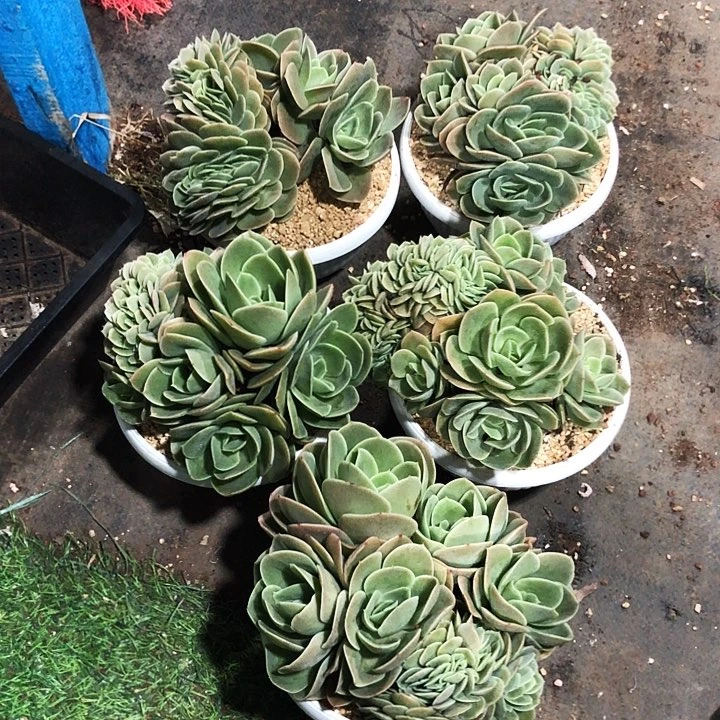 星纳塔大缀化多肉植物