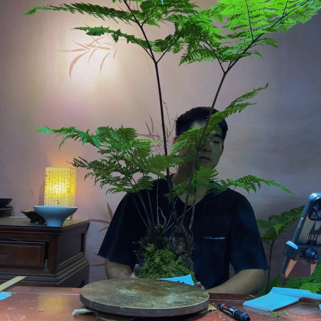 完全开放虹鳞撅好看好养