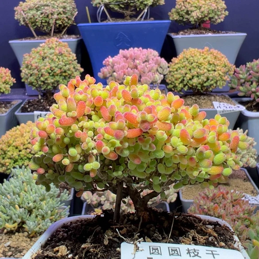 【闪购商品】d601蜜橘糖球冠幅8cm