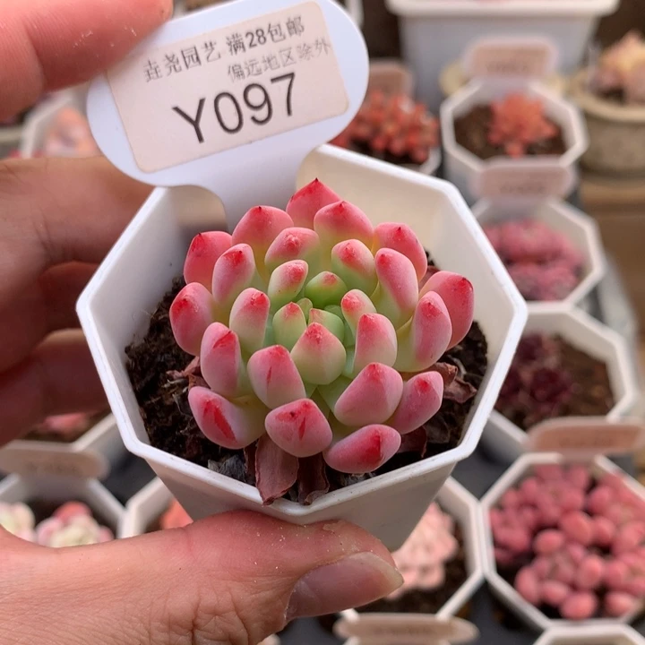 0097蓝苹果4.0厘米