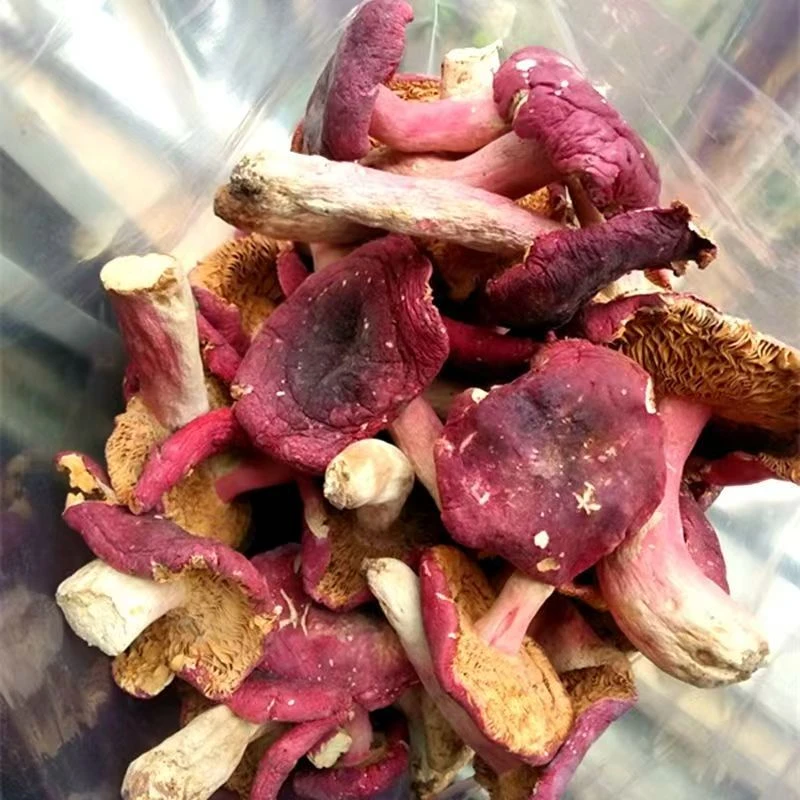 正宗河南深山红菇煲汤美味滋补佳品