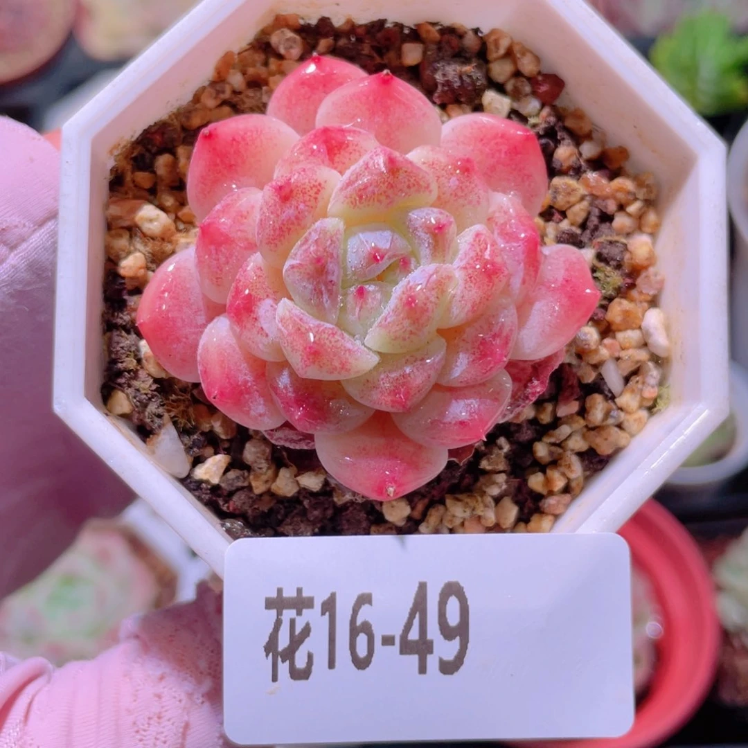 花利美16-49秘境冰魄